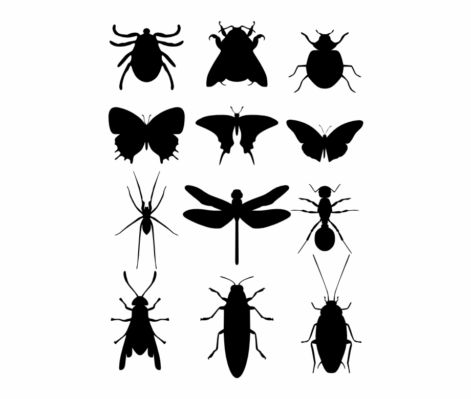 Moscas Mosquitos E Baratas Insect Silhouette Vector
